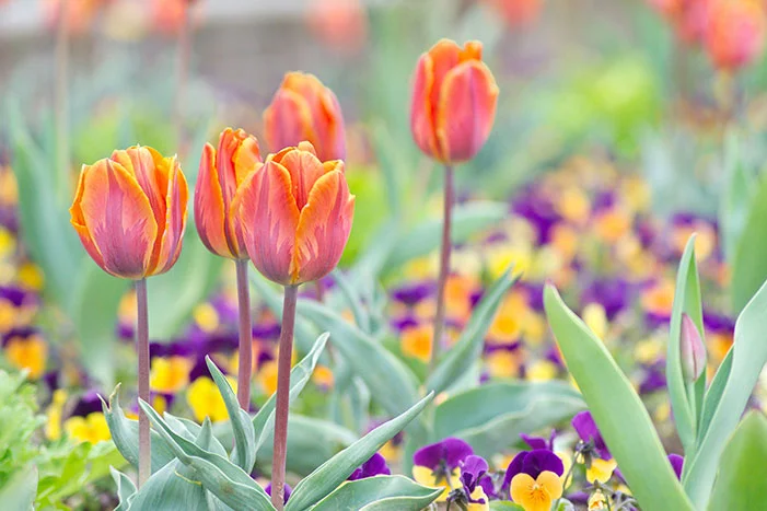 Orangefarbene Tulpen blühen in einem Garten